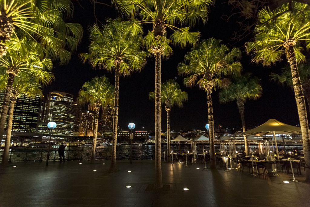 Palm Trees Circular Sydney.jpg